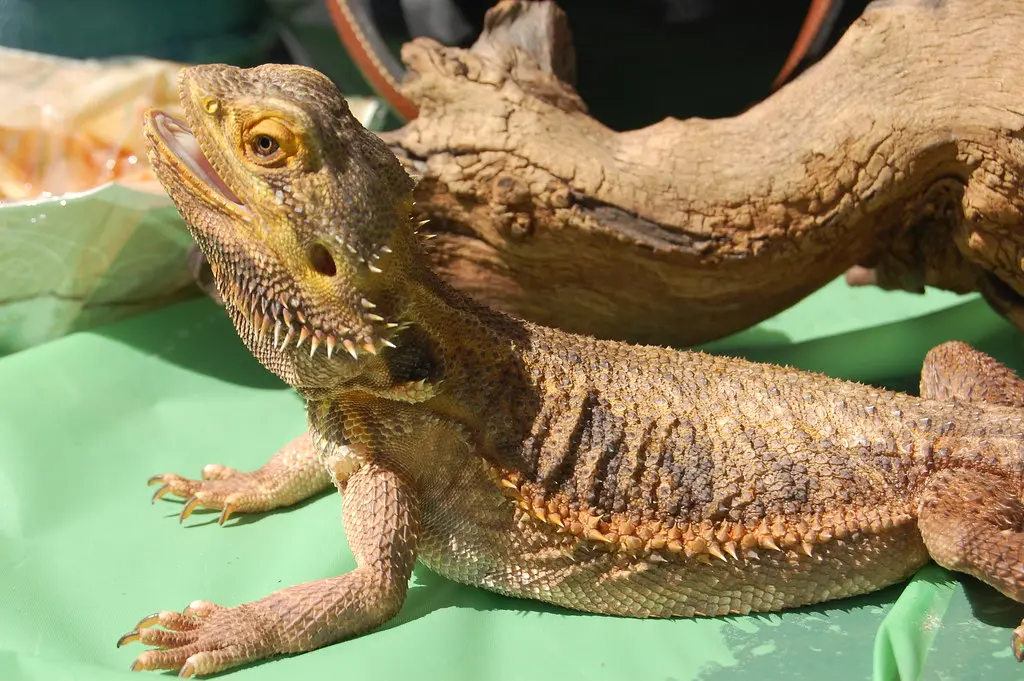 Brown Bearded Dragons