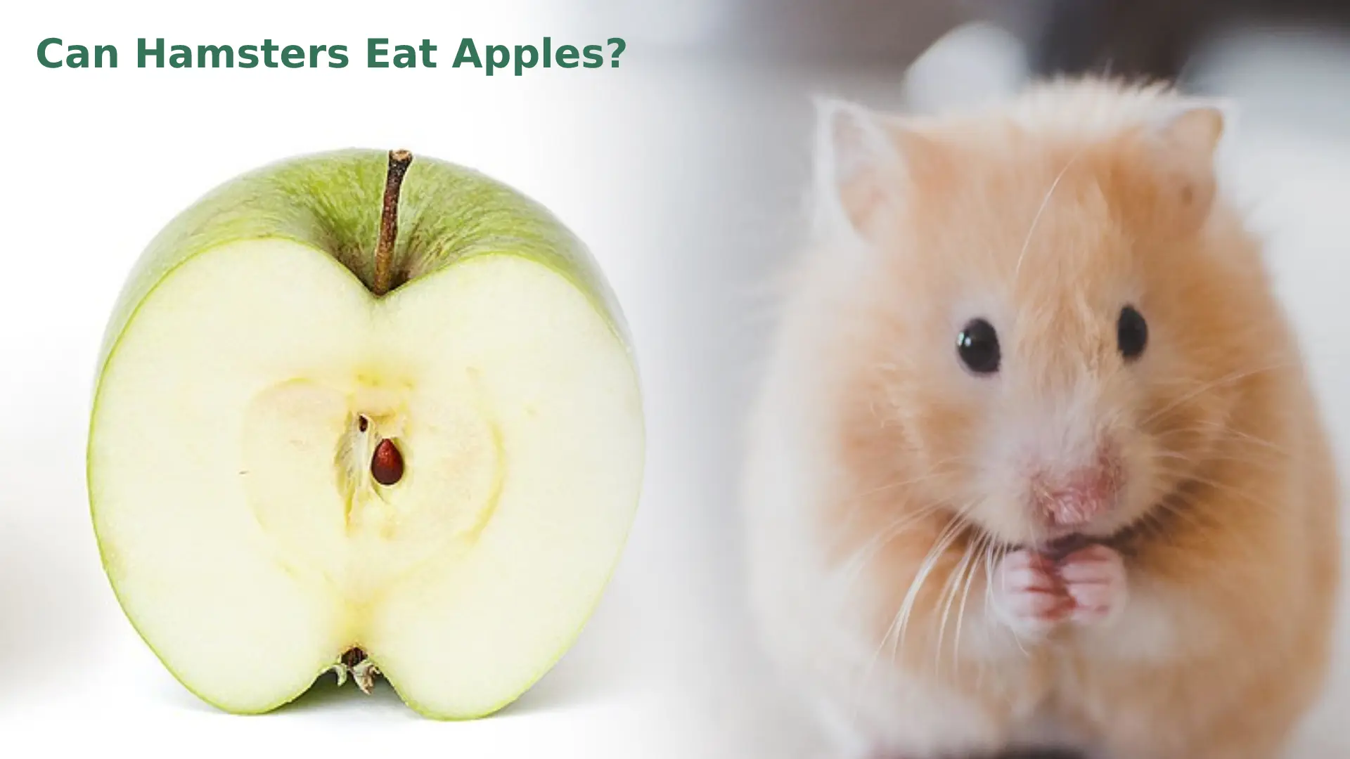 Is It Safe To Feed Apples To My Hamster?