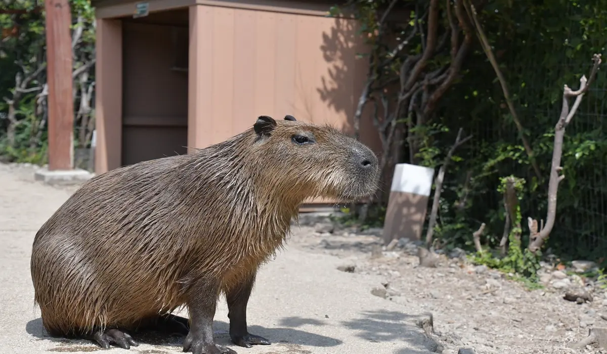 Guide for Training Capybaras
