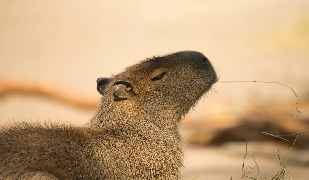Capybaras Behavior