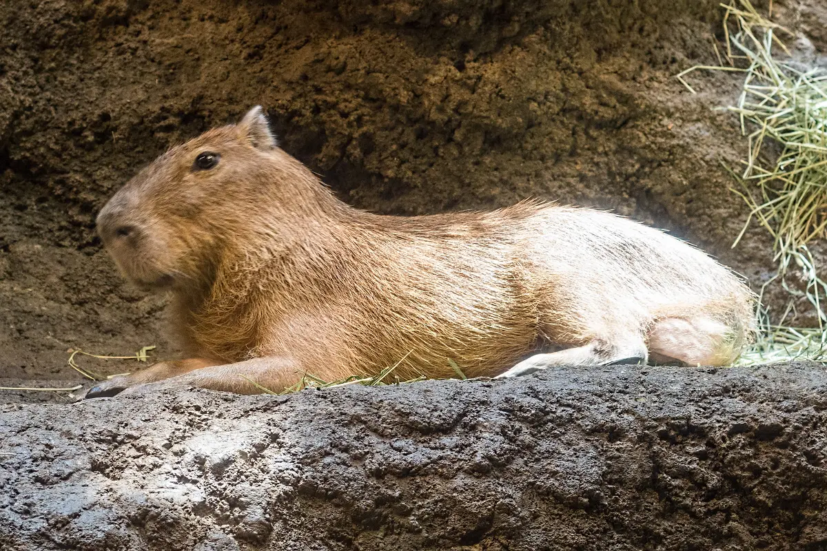 Separation Anxiety in Capybaras