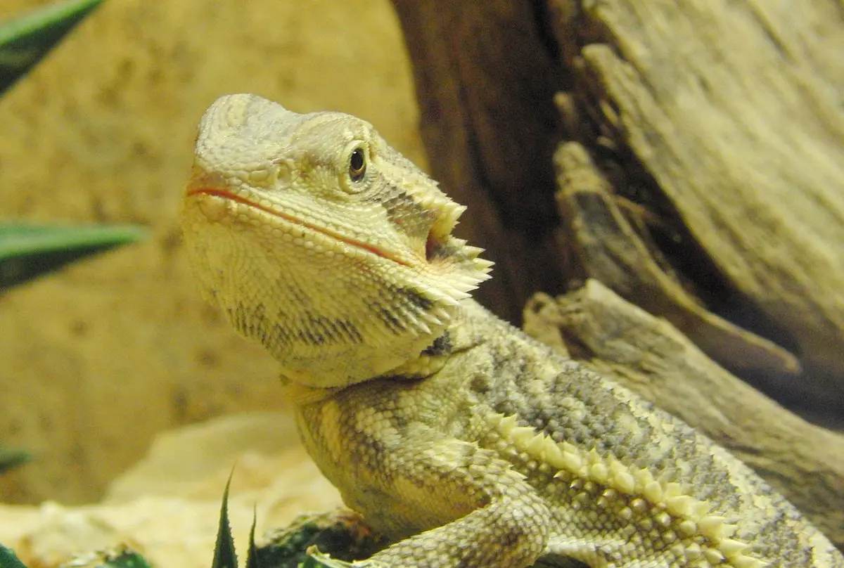 Caring for Your Bearded Dragon During Brumation