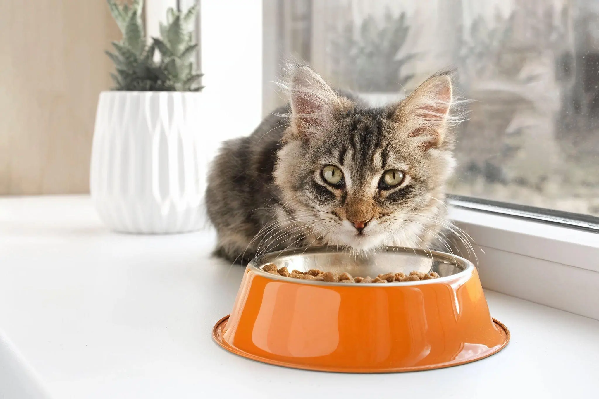 Should My Cat Eat Wet or Dry Food? The Debate, Settled