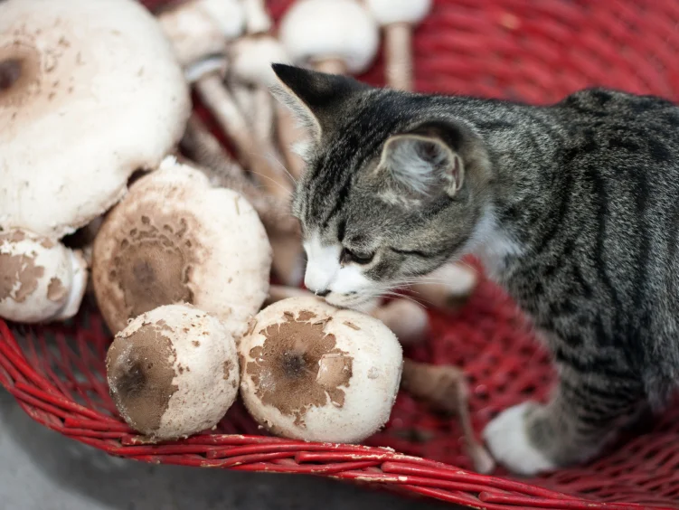 Can Cats Eat Mushrooms?