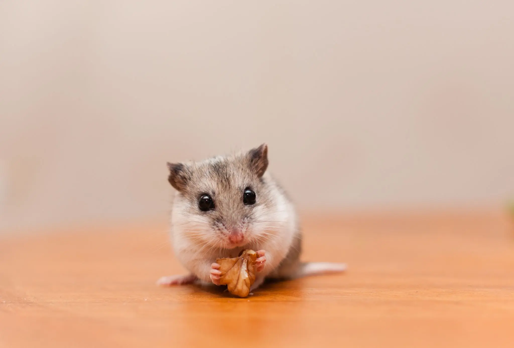 A Comprehensive Overview of Chinese Hamsters