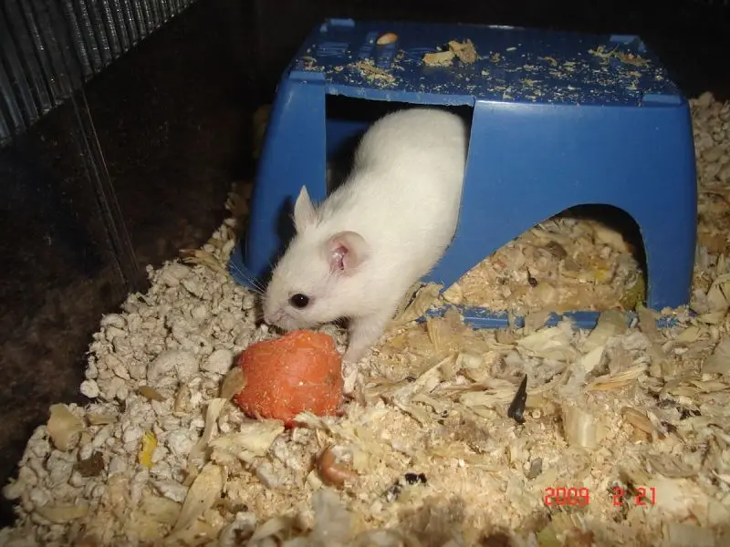 Diet and Nutrition - Chinese Hamsters