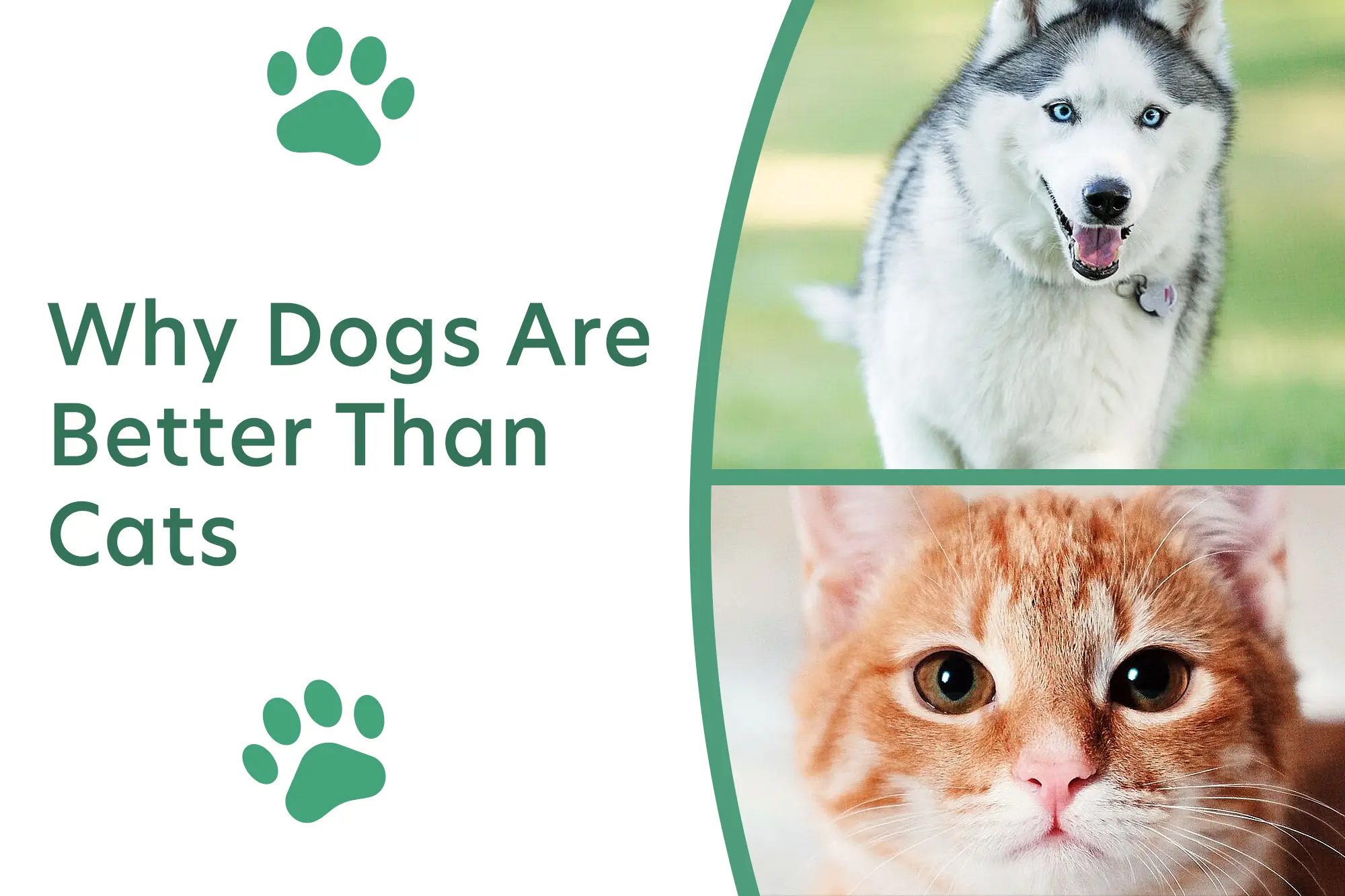 15 Reasons Why Dogs Are Better Than Cats