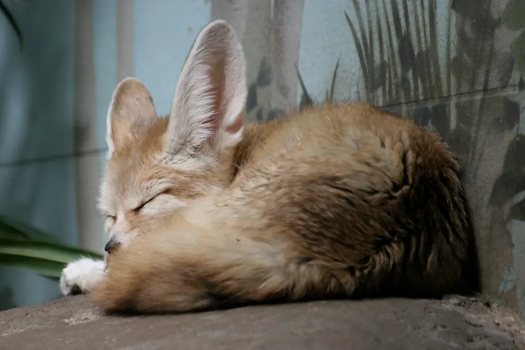 Separation Anxiety in Fennec Foxes