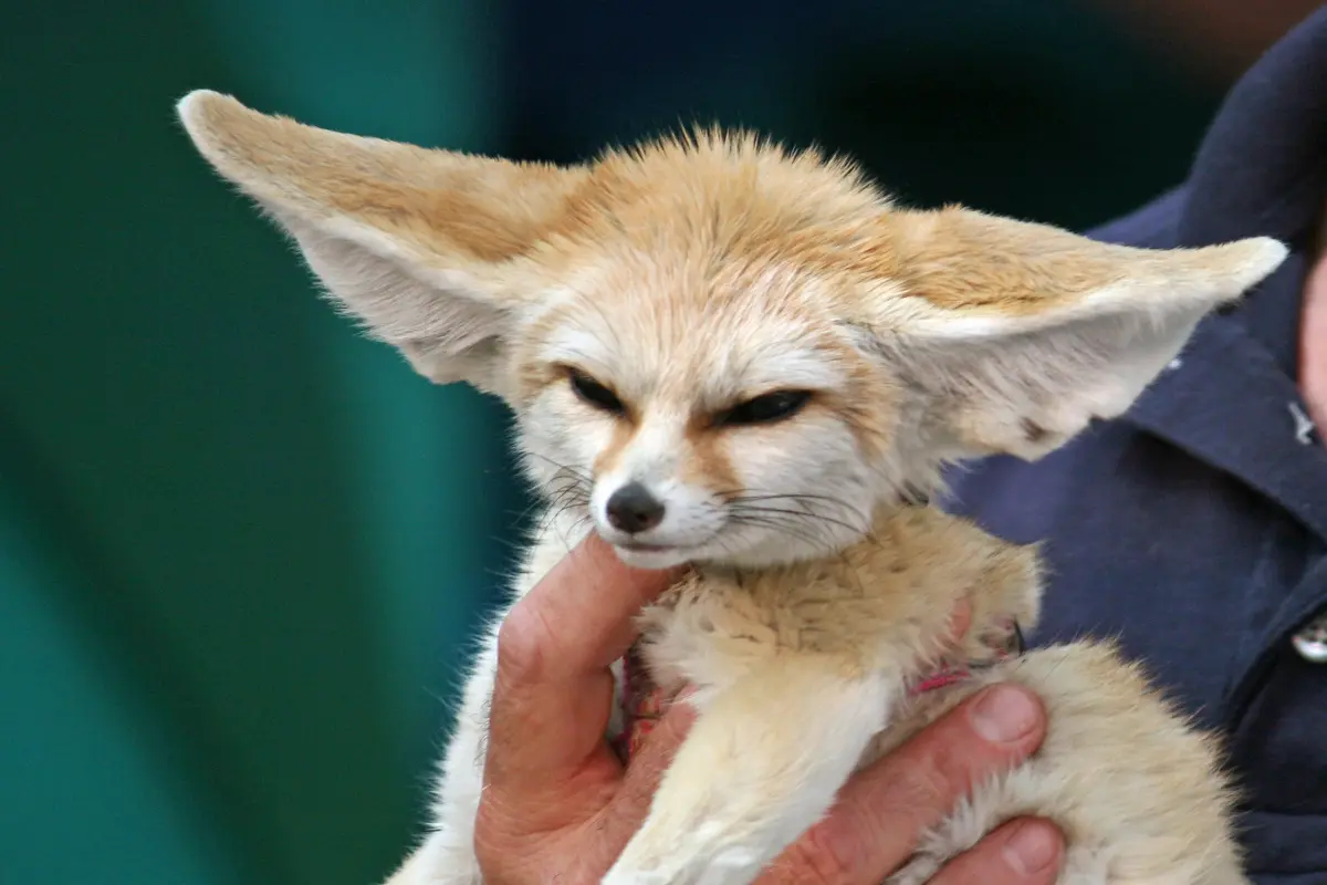Bonding with Fennec Foxes