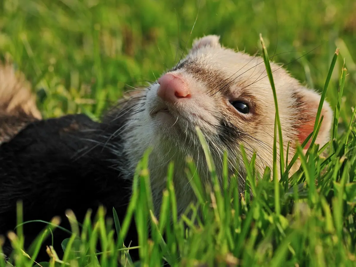 ferrets, aggression and biting