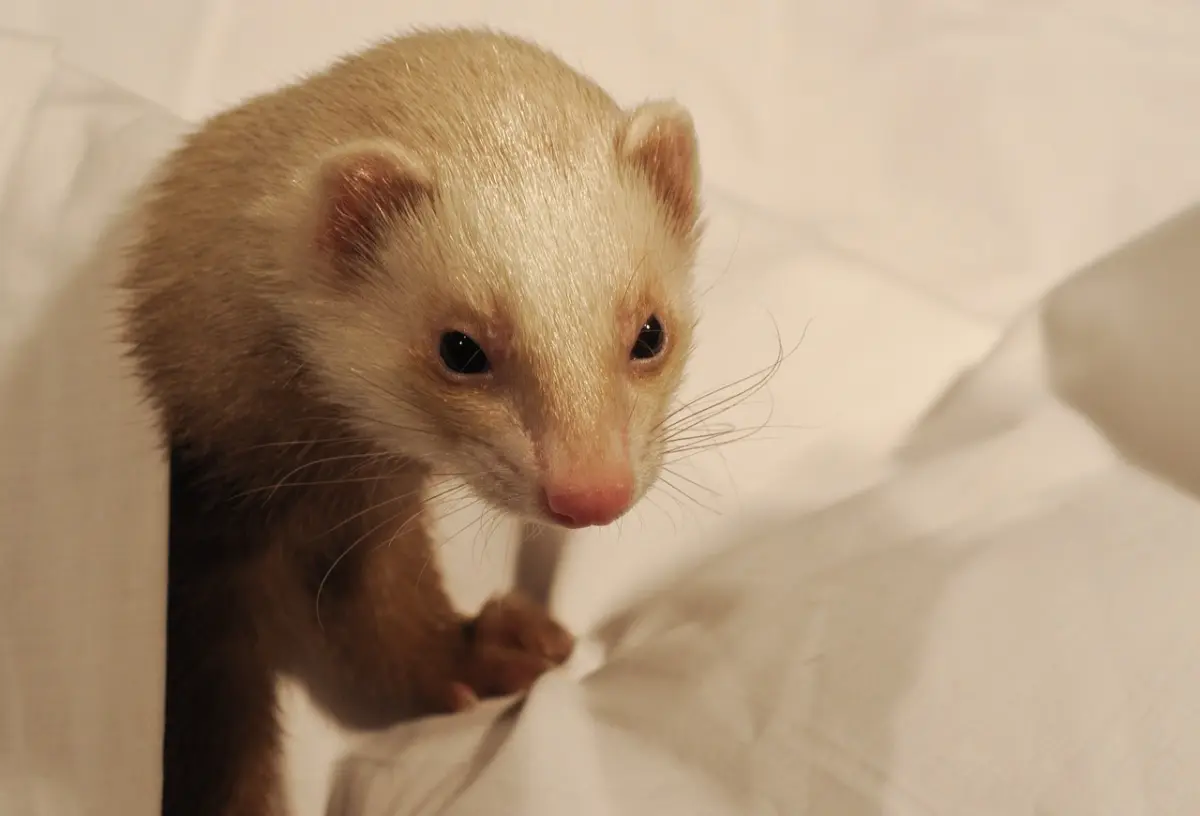 How Long Can Ferrets Hold Their Breath