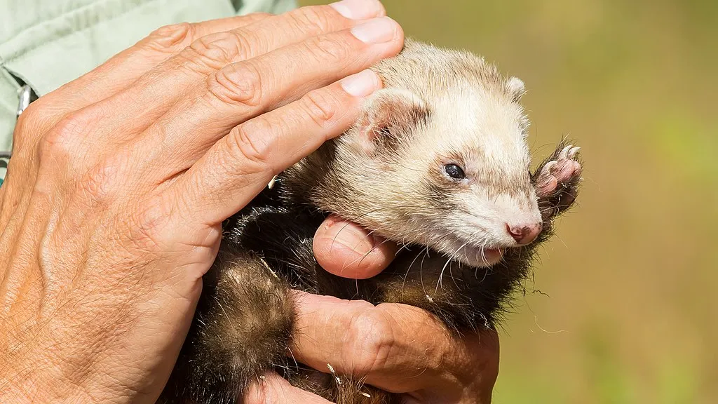 Are Ferrets Hypoallergenic