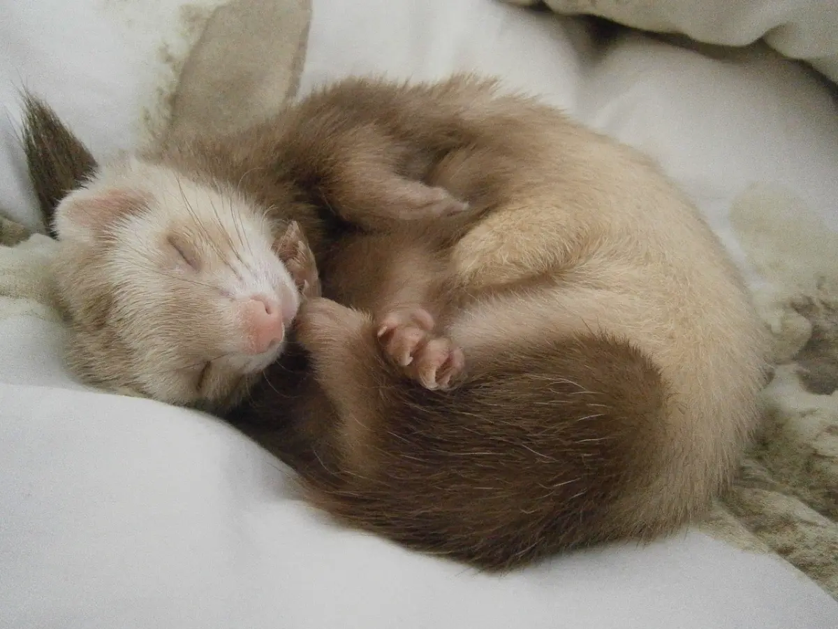 Ferrets Sleep, Ferrets Sleeping