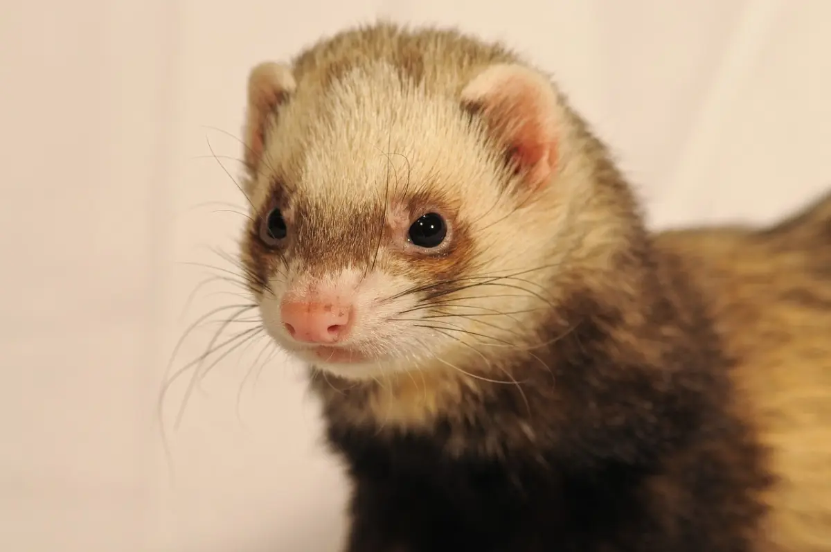 Can Ferret Eat Bacon, Fruits for Ferrets
