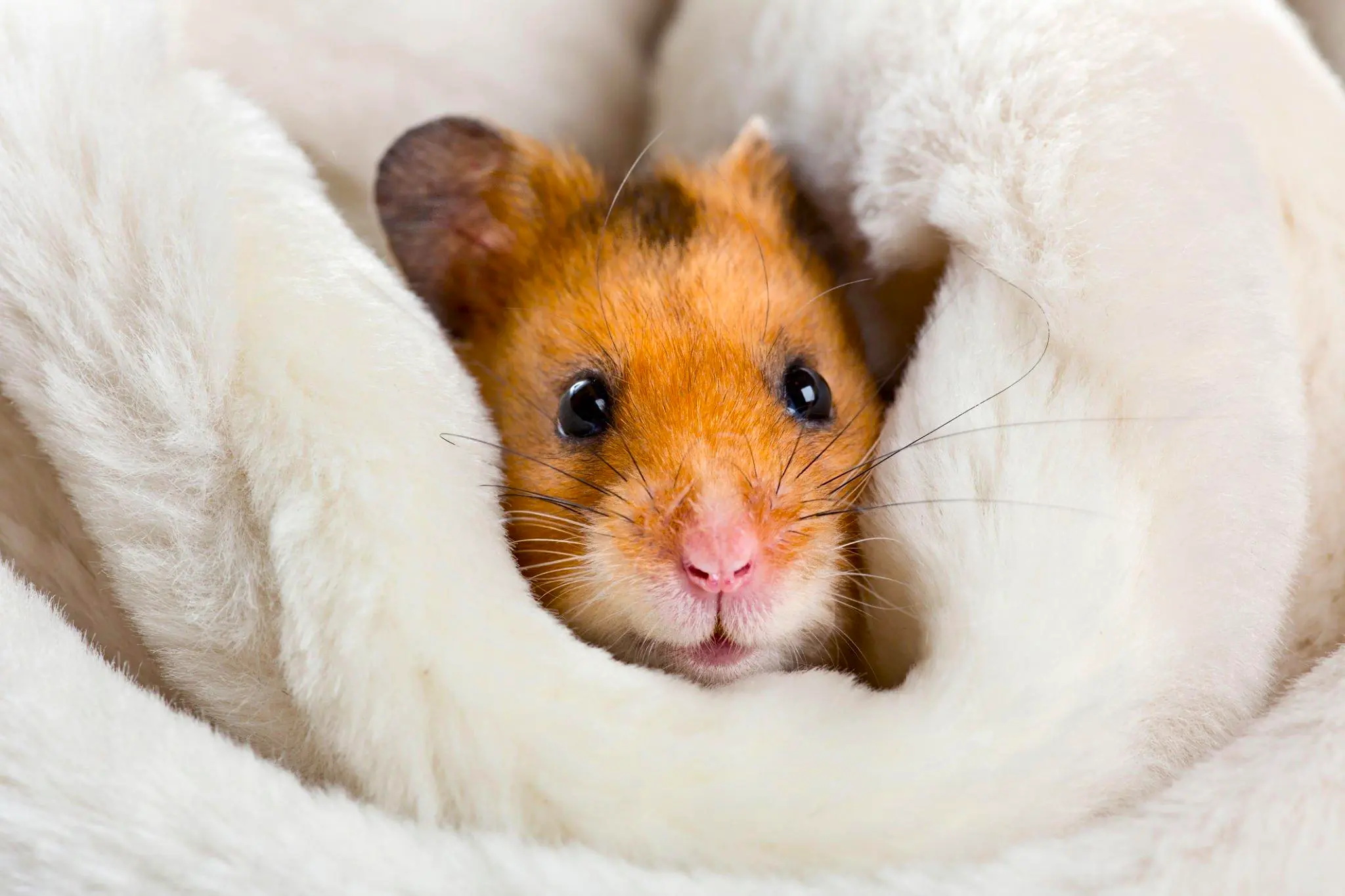 Looking To Get A Hamster? Here Are The Best Breeds [Ranked]