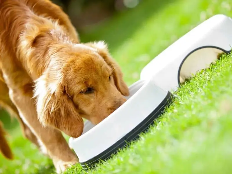 Golden Retrievers As Pets: Characteristics, Behavior, Diet, Health Issues & More