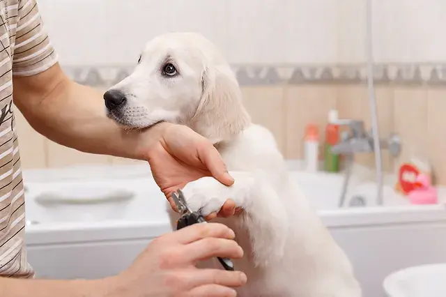 Grooming Your Labrador Retriever