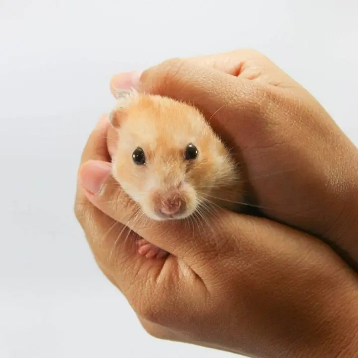hamster being held