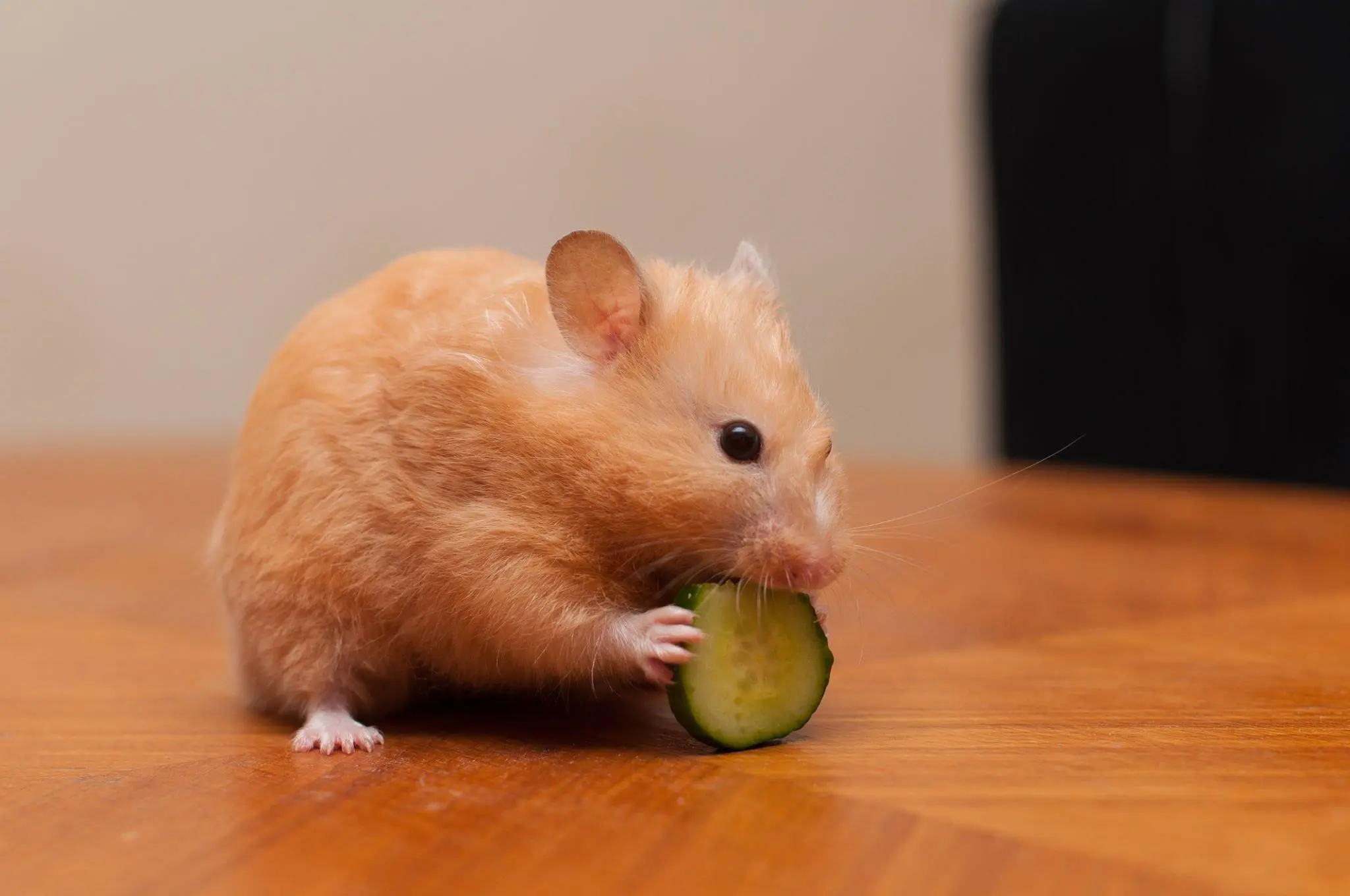 Hamster Eating Fresh Food