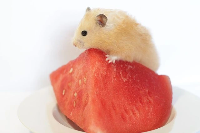 syrian hamster eating watermelon