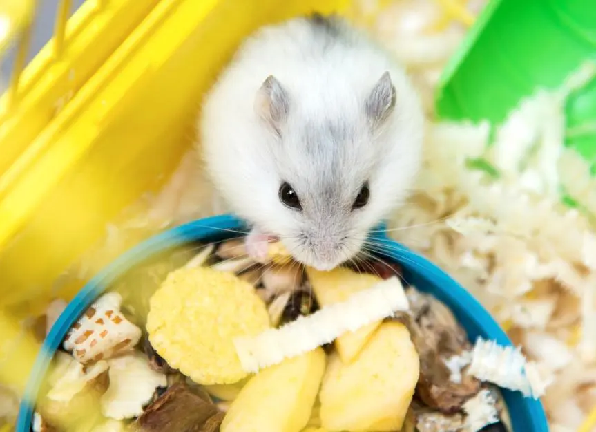 hamster feeding tips and precautions