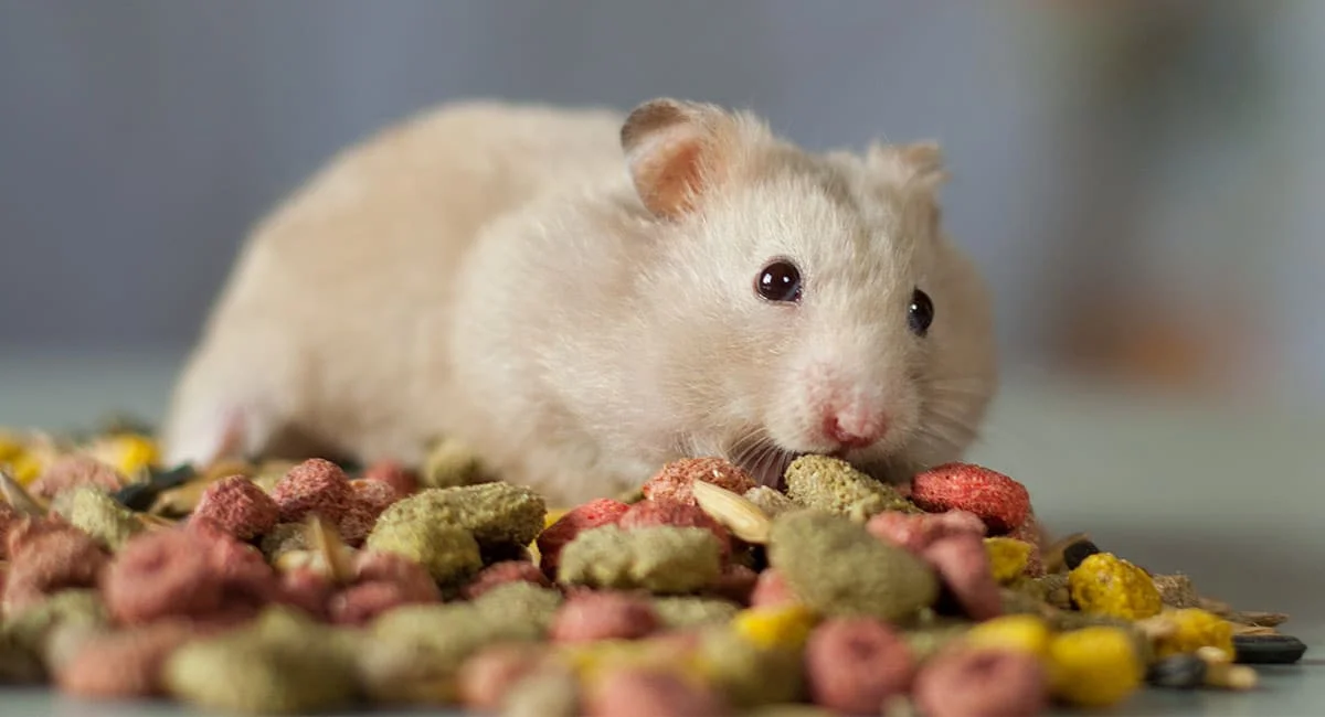 Hamster Diet and Nutrition