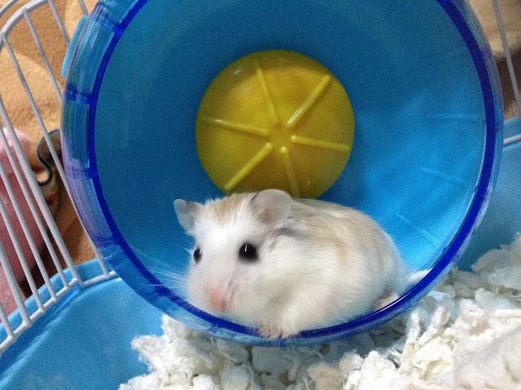 hamster at the wheel