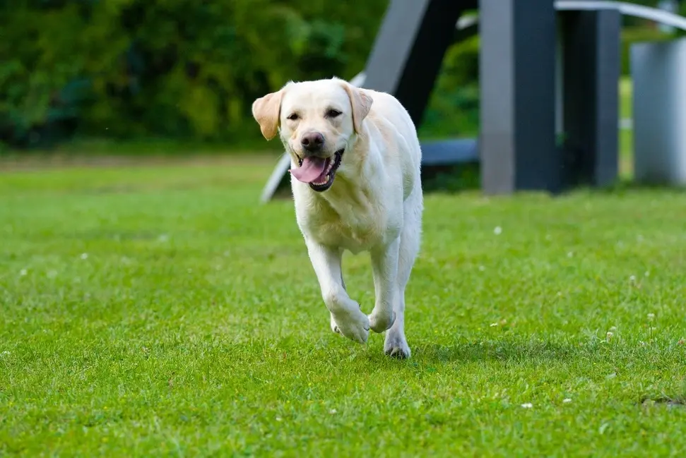 Pros and Cons of Owning a Labrador Retriever
