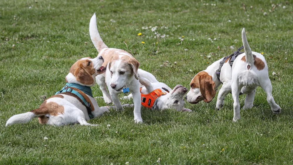 How to Successfully Raise a Beagle