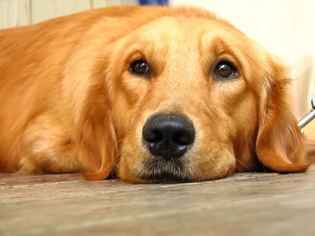 Health Issues in Golden Retrievers