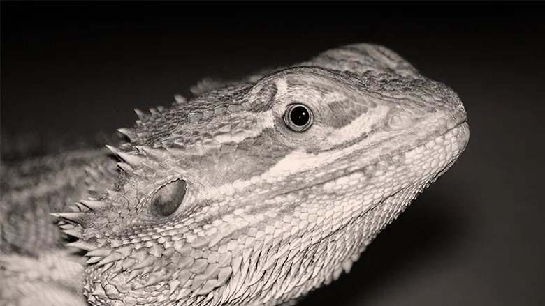 History of The Central Bearded Dragon