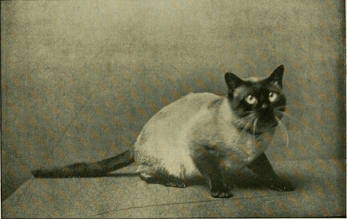 The History of Siamese Cats