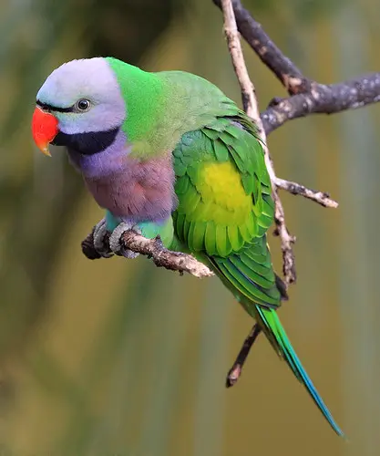 Step-by-Step Guide on Keeping Your Parakeet Clean
