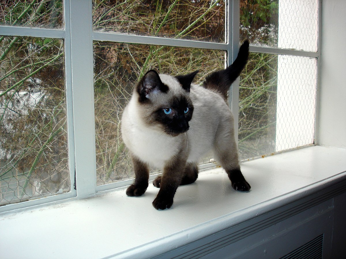 Housing Options For Siamese Cats
