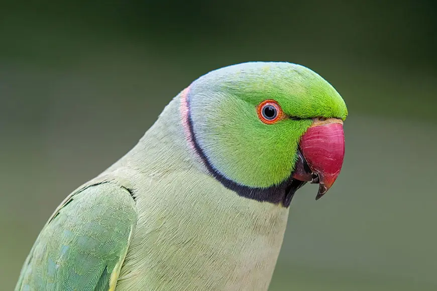 Indian Ringnecks | How Long Do Parakeets Live