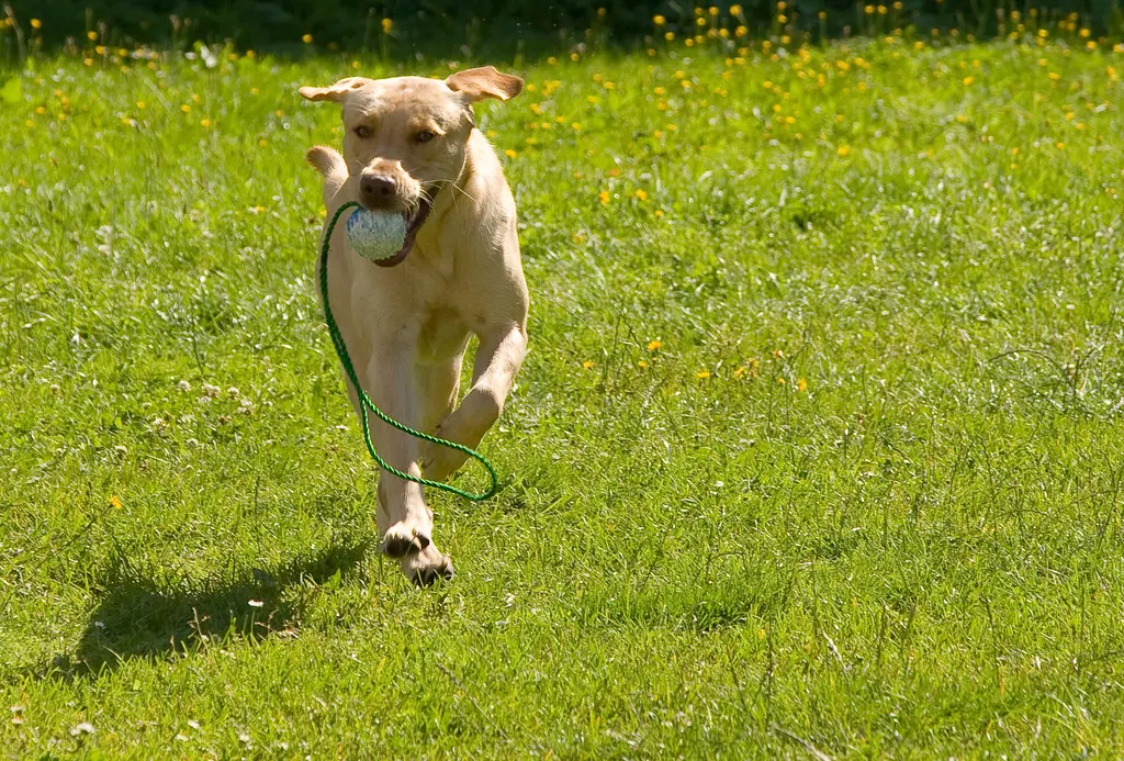 A Labrador Retriever playing and exercising