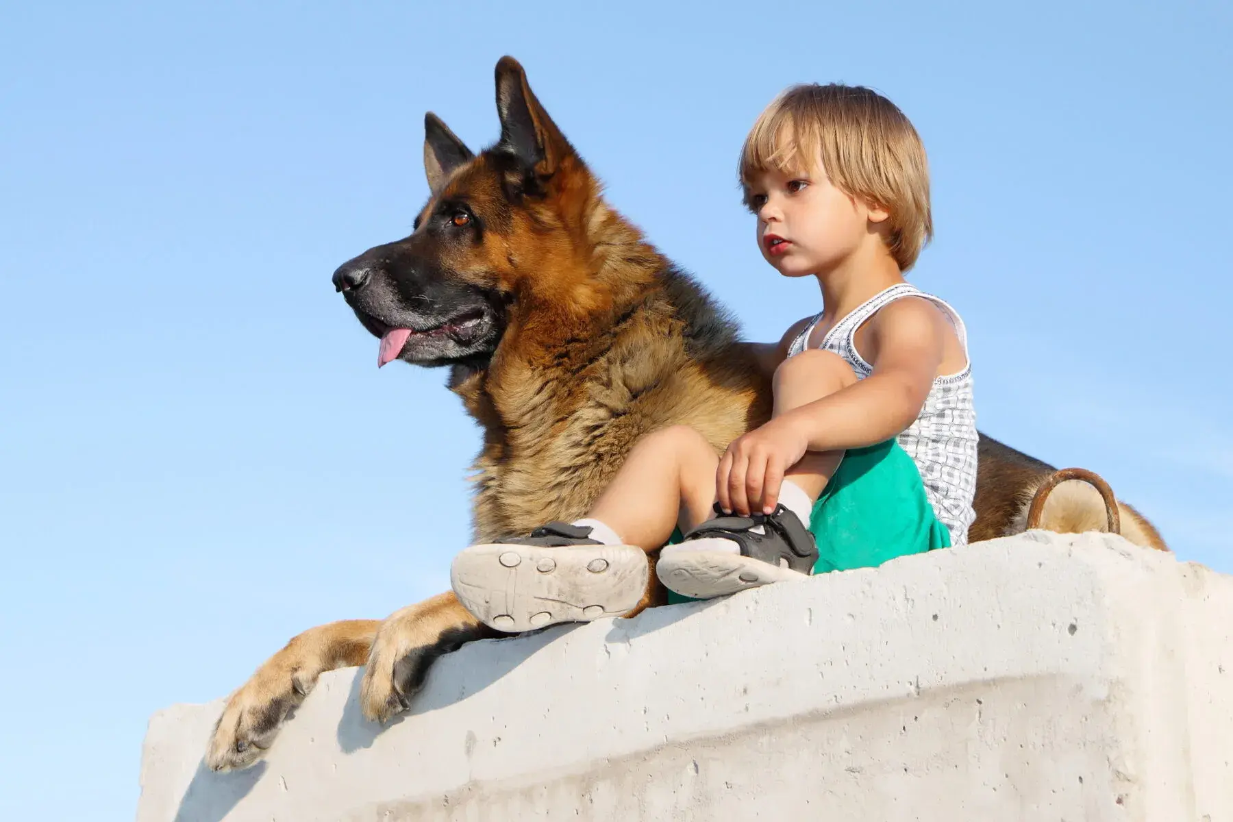 How to Build and Maintain a Strong Bond with Your German Shepherd