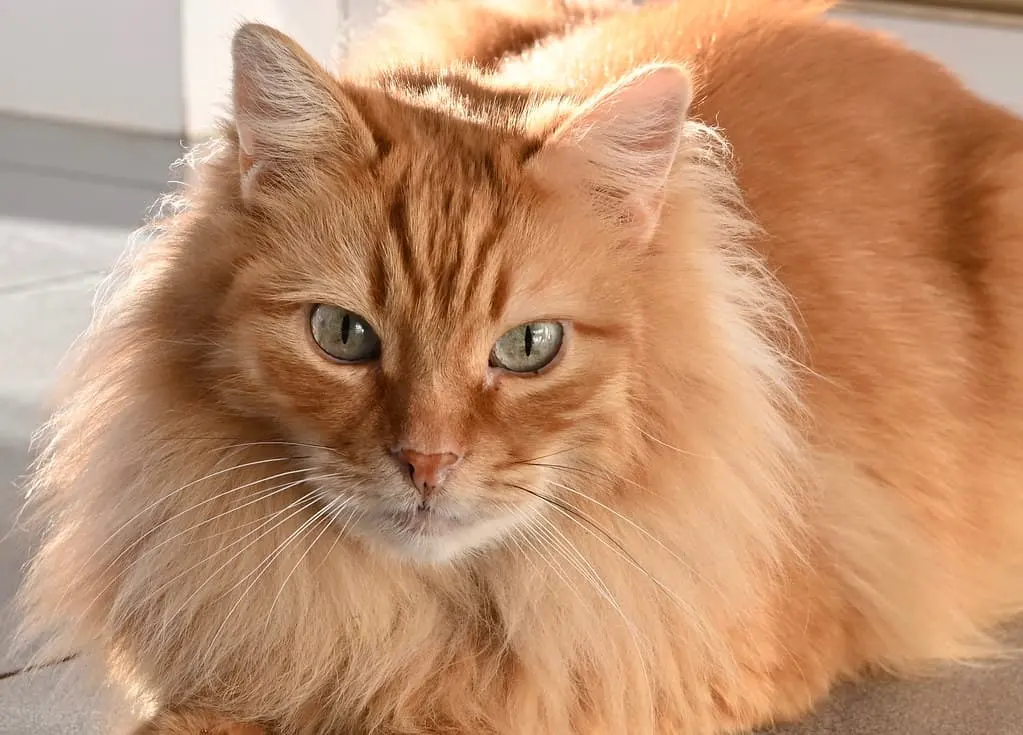 3. Maine Coon Cats | The Best Cat Breeds