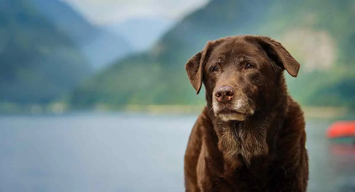 Caring for your Labradors as they age is important to make their last days worthwhile.