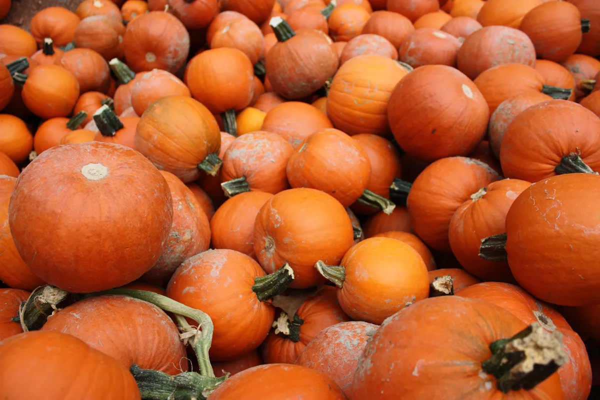 Guinea Pigs Eat Pumpkins