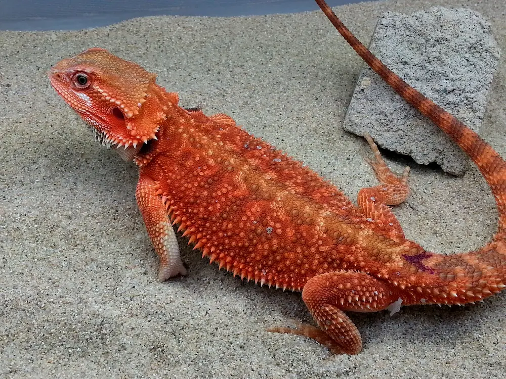 Health Concerns of Hypo Trans Bearded Dragons