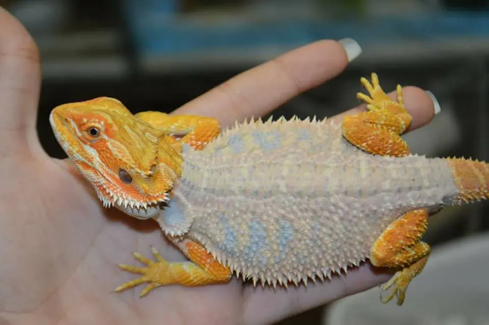 Shedding In Bearded Dragons