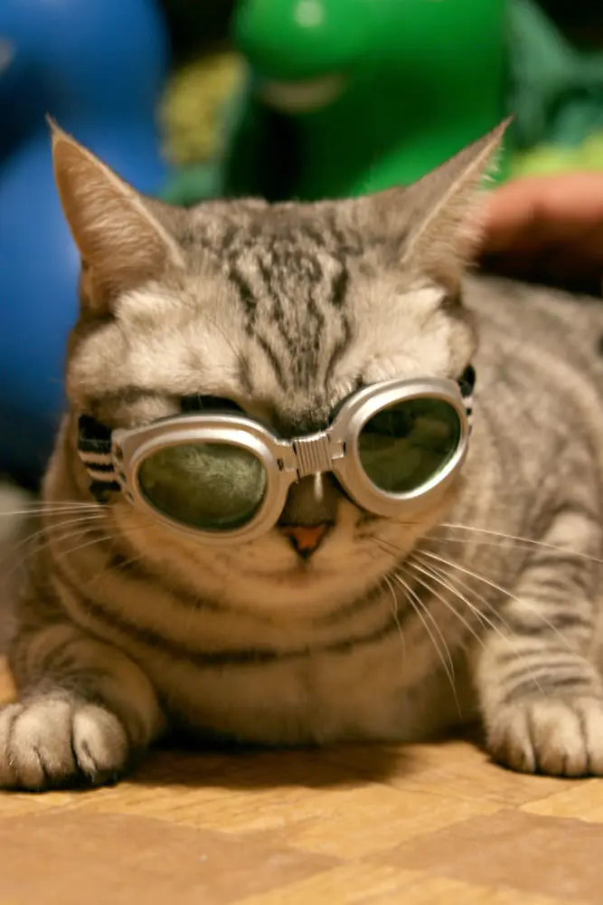 The American Shorthair Cat Profile — Behavior, Personality, Temperament & More.