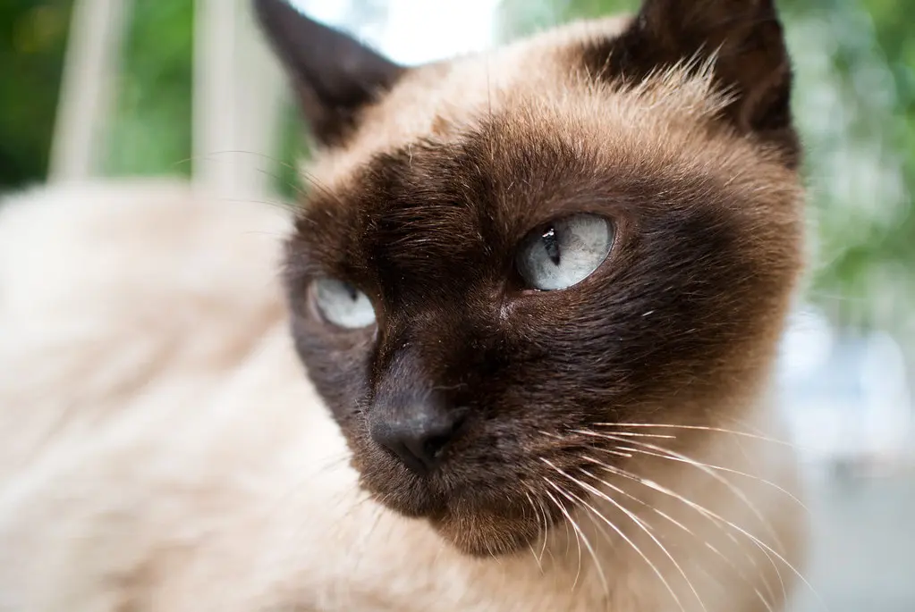 Are Siamese Cats Hypoallergenic?