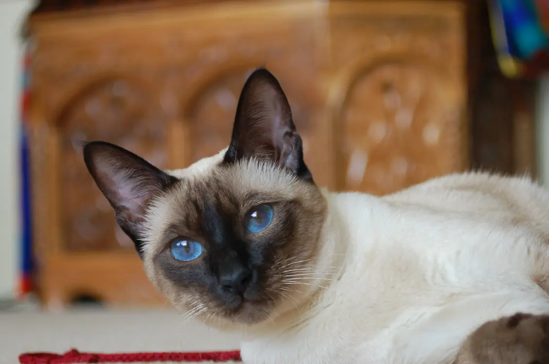 The Cost of a Siamese Cat