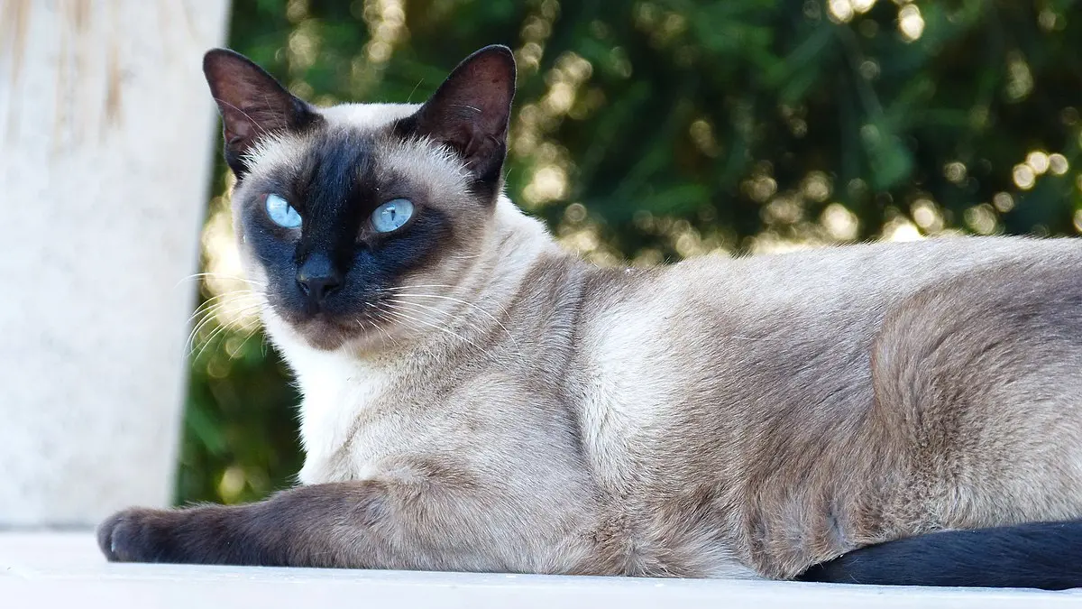 Appearance and Physical Characteristics of Siamese Cats