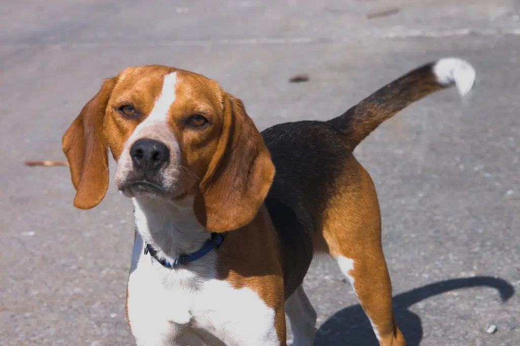 Why Some May Consider Beagles as the "Worst Dogs"