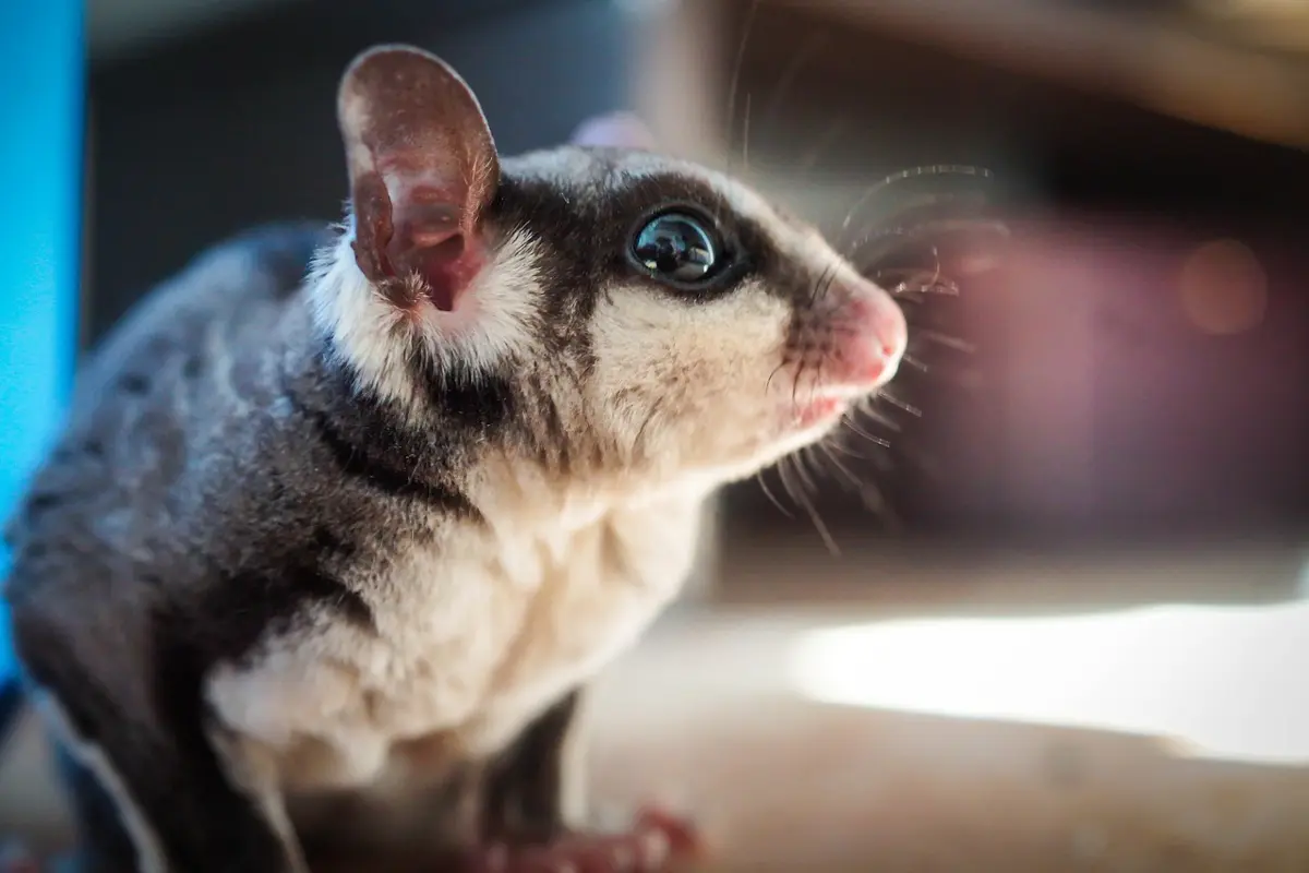 separation anxiety in sugar gliders