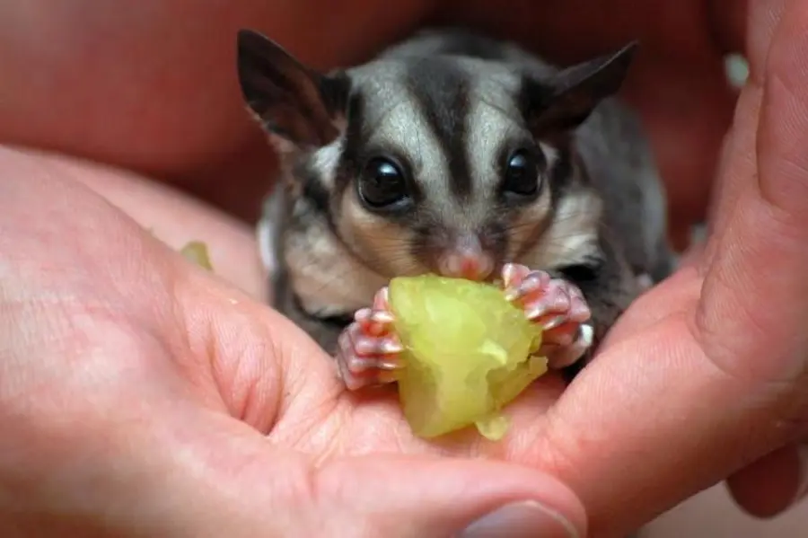 20 Creative Ways To Bond With Your Sugar Glider