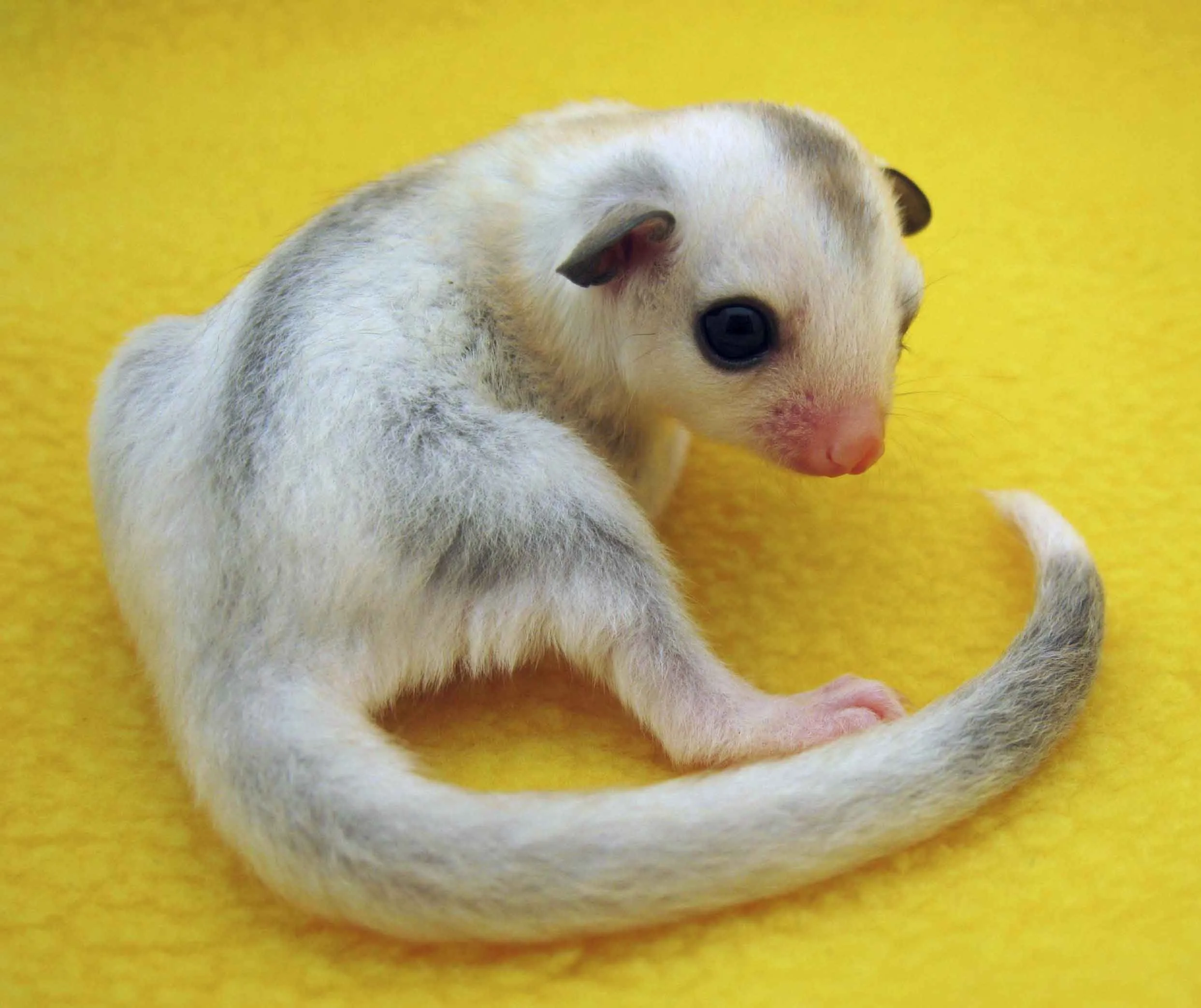 20 Fun Facts About Sugar Gliders That Will Surprise You